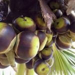 Fruit palme