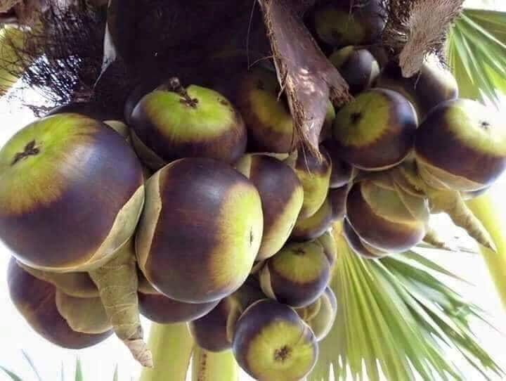 Fruit palme