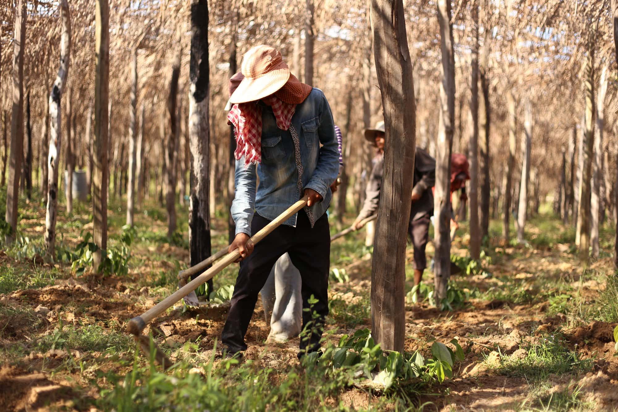 Les origines du poivre de Kampot